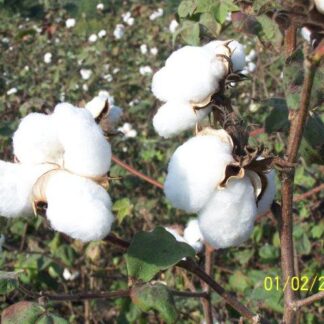 Cotton Growing