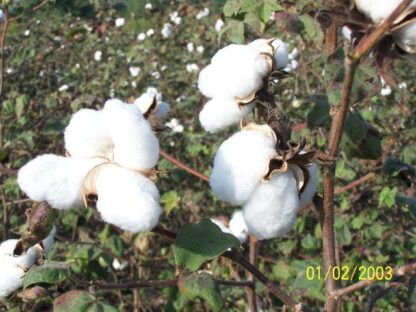 Cotton Growing