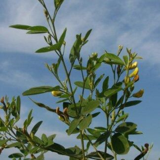 gandules seeds