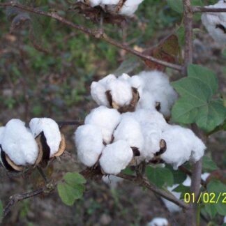 Grow Garden Cotton