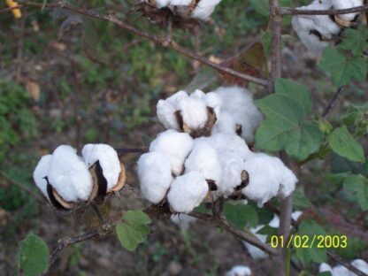 Grow Garden Cotton