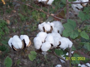 high yielding cotton