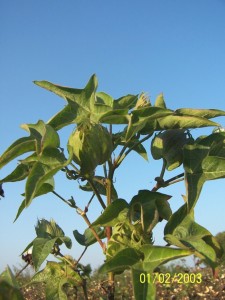 pima cotton plant