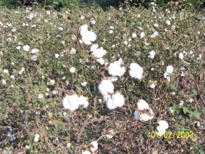 Planting Cotton