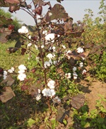 Red Leaved Plant