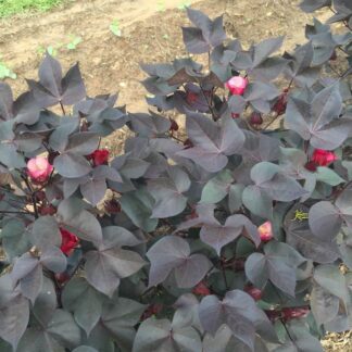 Black Nigra Ornamental Cotton Plant in Garden