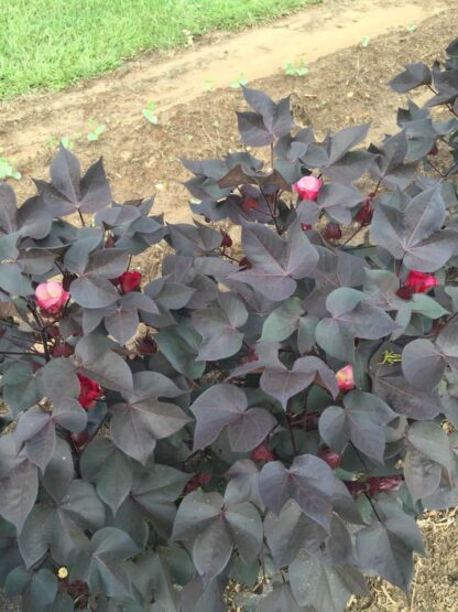 Black Nigra Ornamental Cotton Plant in Garden